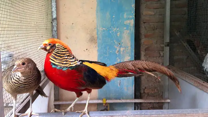 Ayam Hias Cemani: Misterius dan Penuh Daya Tarik